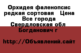 Орхидея фаленопсис редкая сортовая › Цена ­ 800 - Все города  »    . Свердловская обл.,Богданович г.